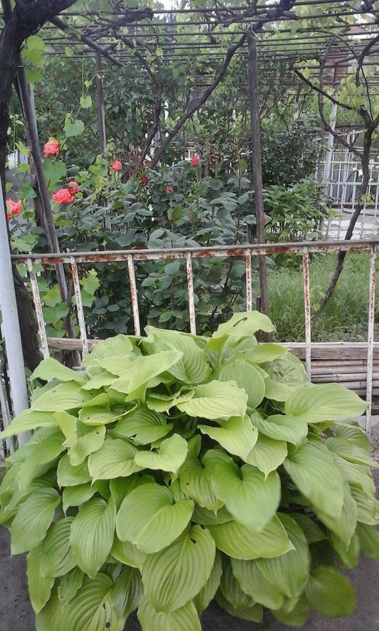 Guesthouse Valeria Borjomi Bagian luar foto